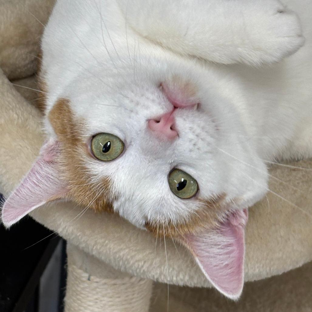 Enlarge Potato, a Adoptable mixed breed in Medford, OR image 4/5