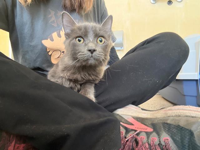 Enlarge Tormé, a ADOPTABLE Domestic Short Hair in Berkeley, CA image 2/6