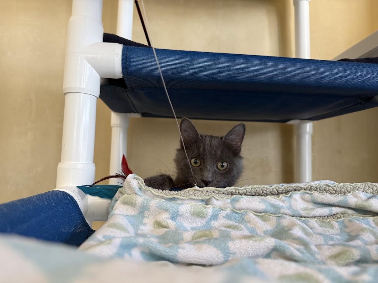 Enlarge Tormé, a ADOPTABLE Domestic Short Hair in Berkeley, CA image 3/6