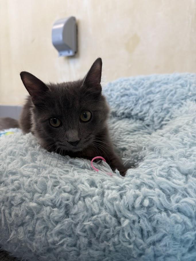 Enlarge Tormé, a ADOPTABLE Domestic Short Hair in Berkeley, CA image 4/6