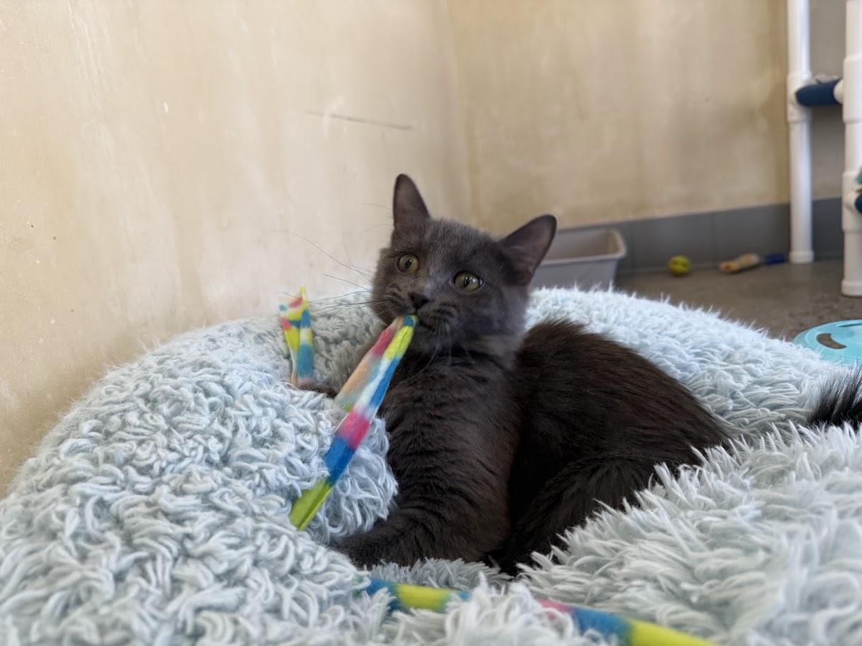 Enlarge Tormé, a ADOPTABLE Domestic Short Hair in Berkeley, CA image 6/6