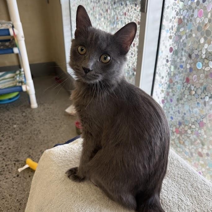 Tormé, ADOPTABLE, Young Male Domestic Short Hair.