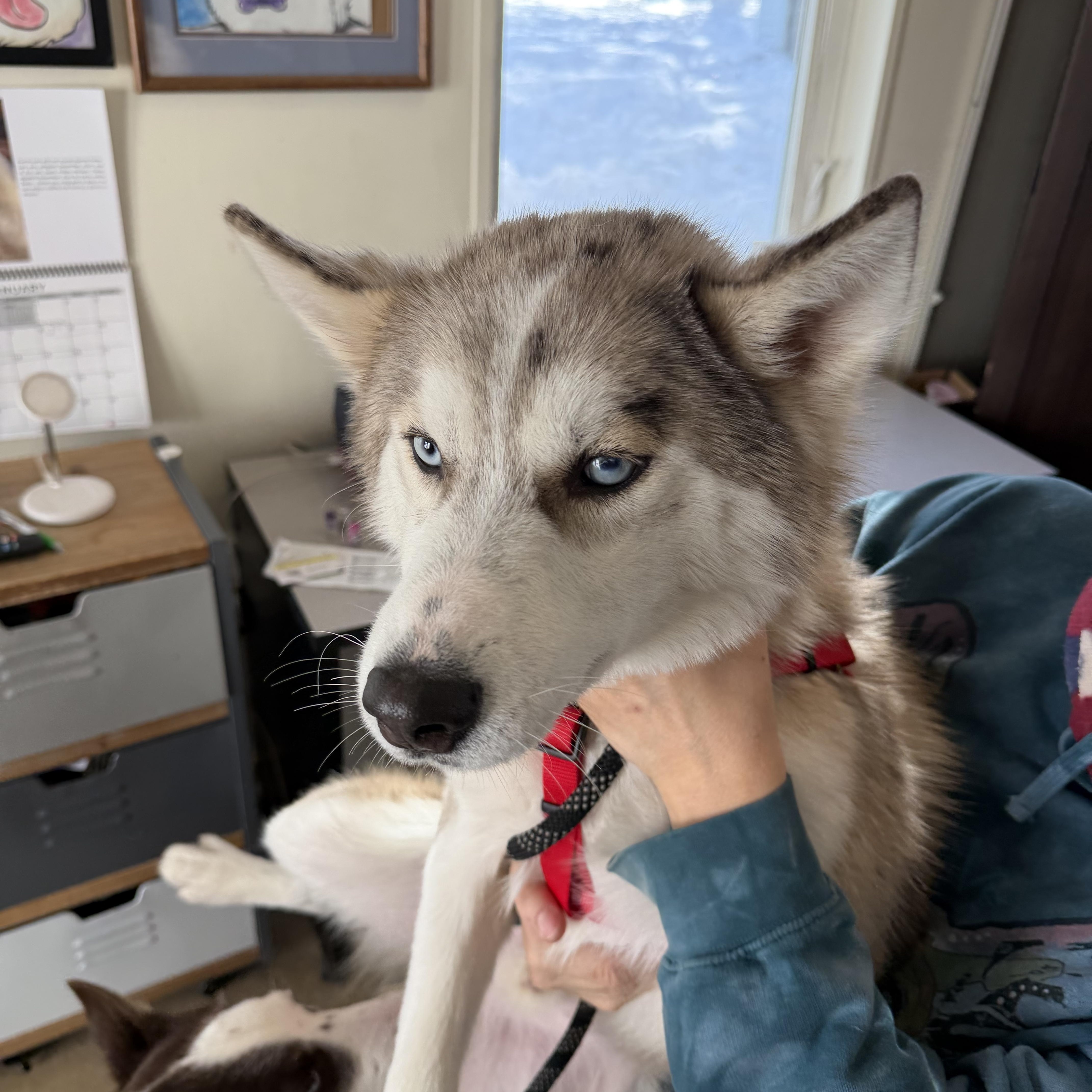 Enlarge Echo, an adopted mixed breed in Spring City, PA image 4/4