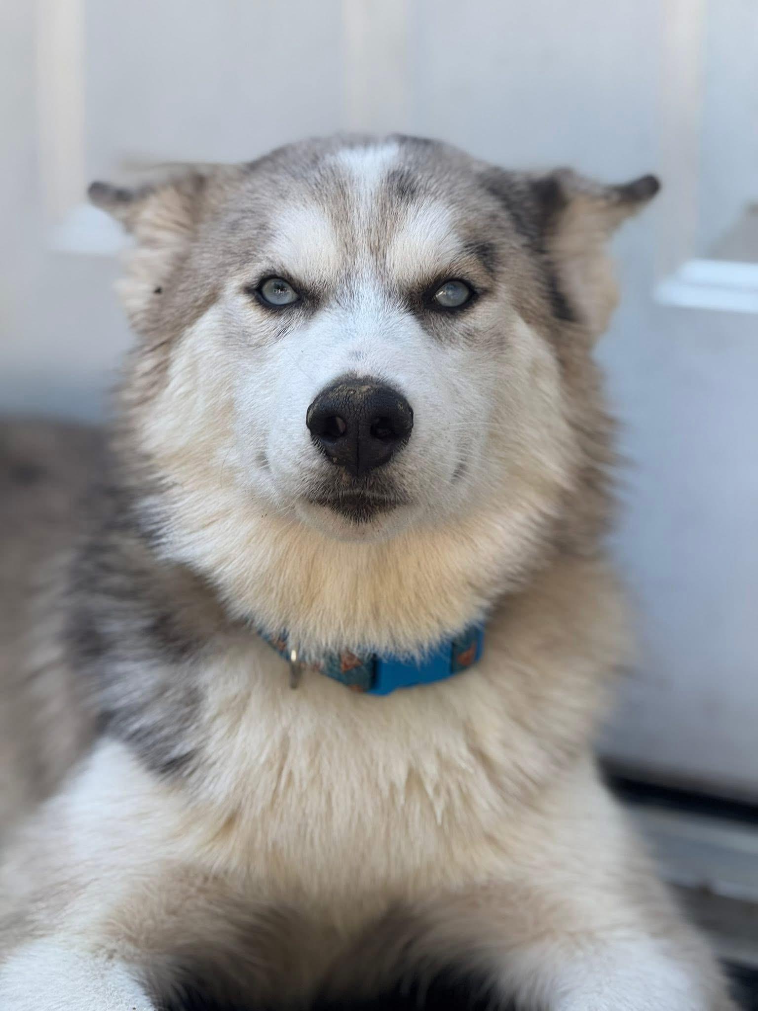 Echo, adopted, Young Male Siberian Husky & Pomeranian.