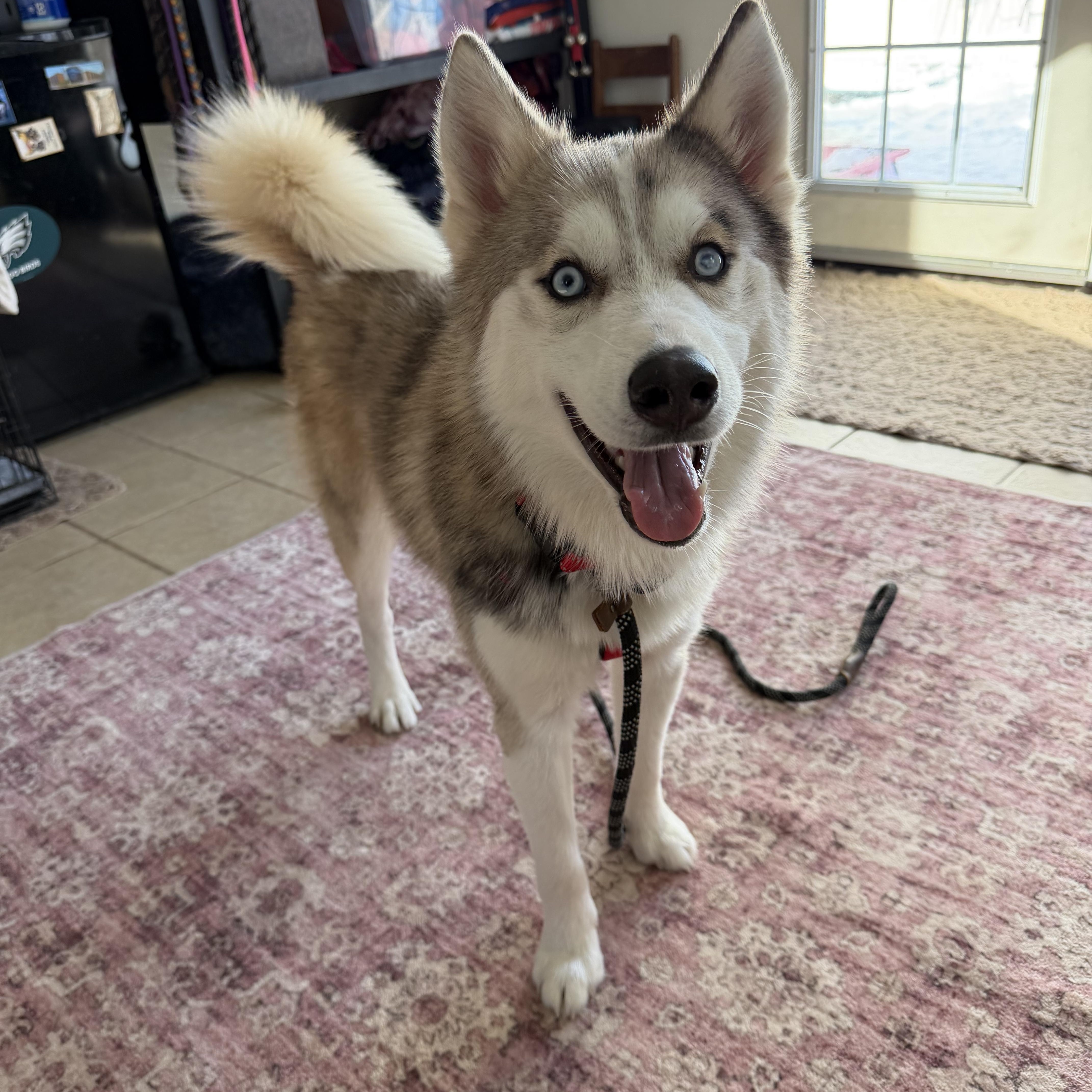 Enlarge Echo, an adopted mixed breed in Spring City, PA image 3/4