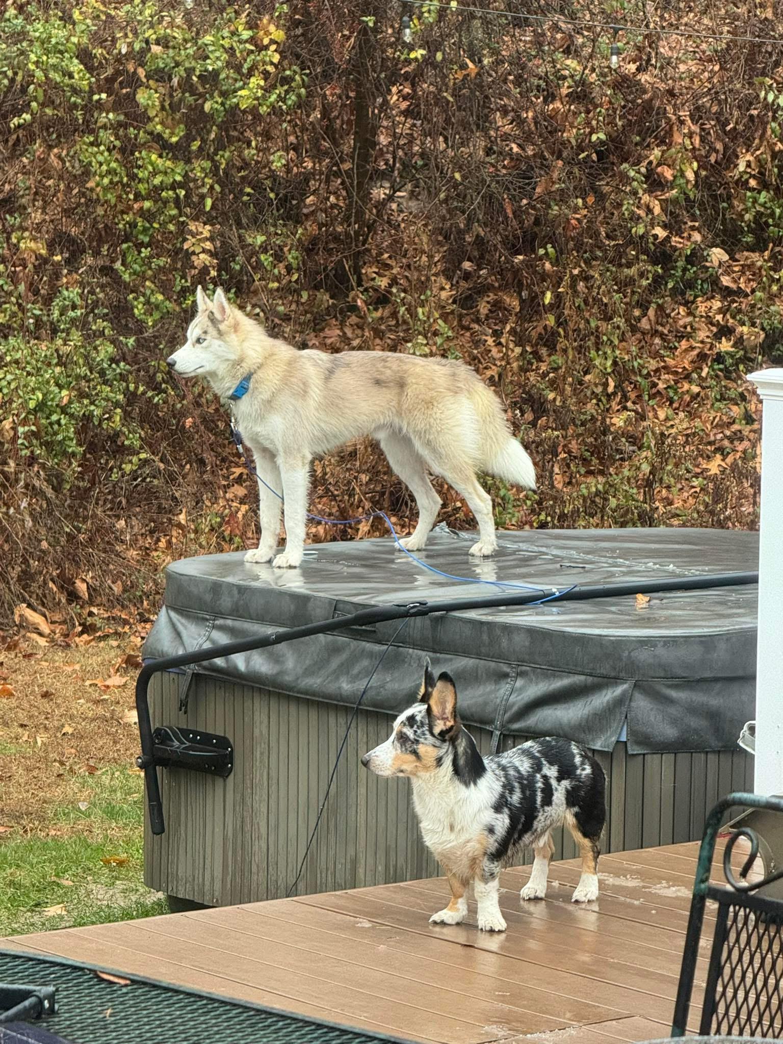 Enlarge Echo, an adopted mixed breed in Spring City, PA image 2/4