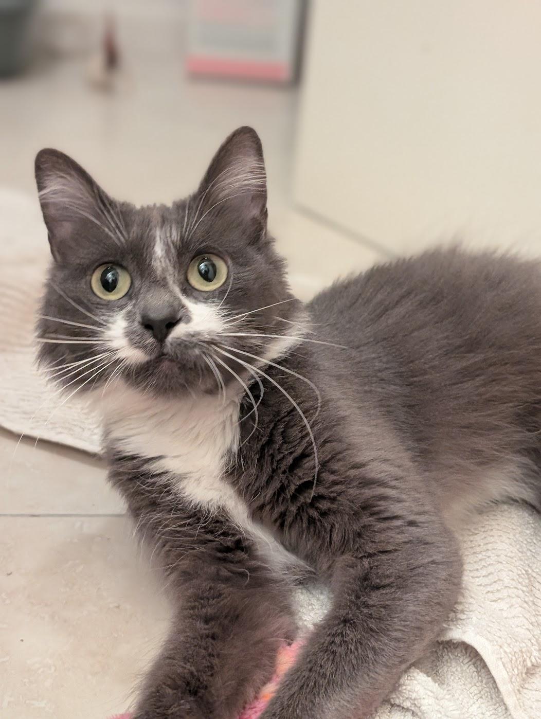 Enlarge Ivy, a Adoptable Domestic Long Hair in Long Beach, CA image 1/6