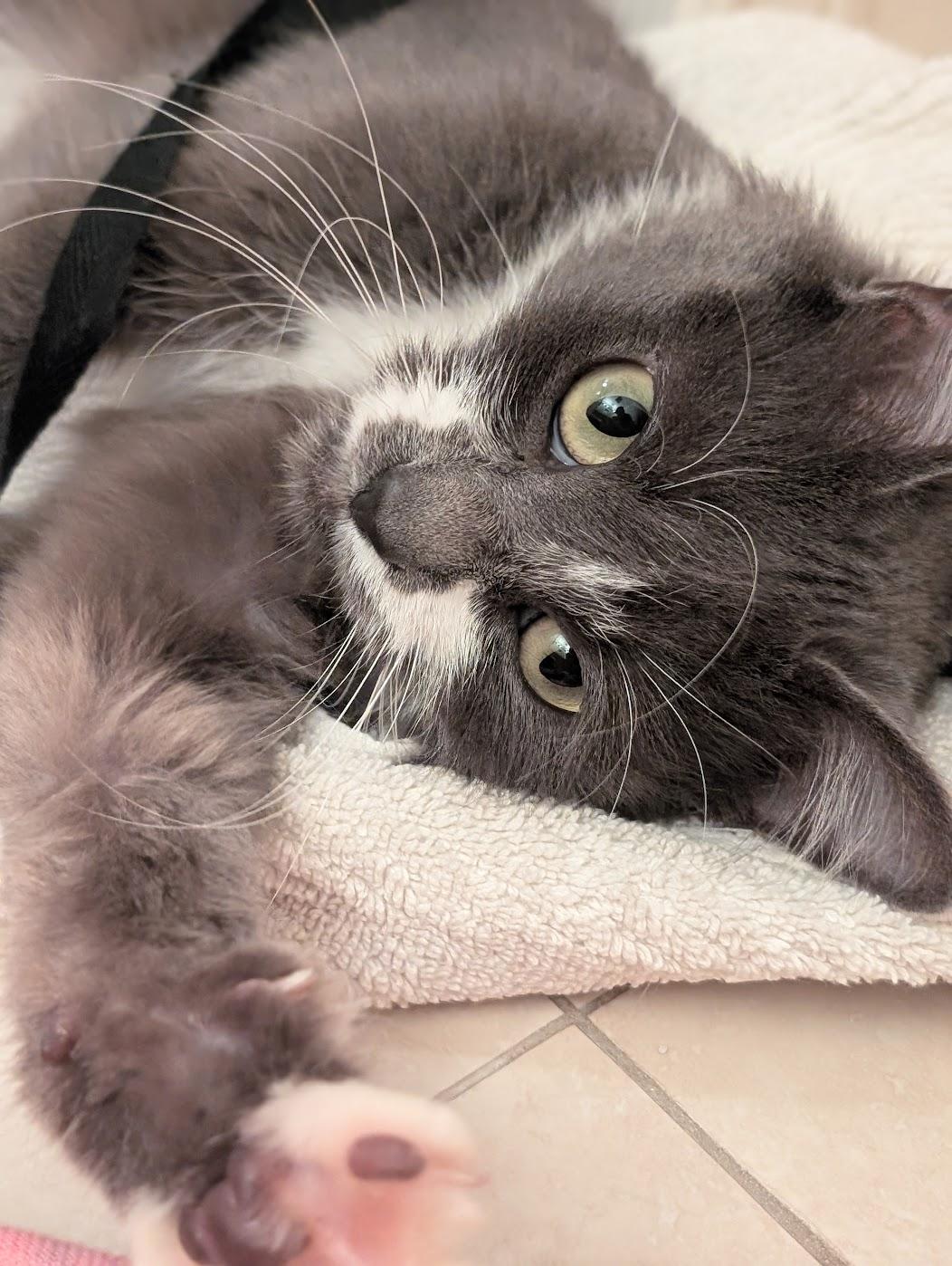 Enlarge Ivy, a Adoptable Domestic Long Hair in Long Beach, CA image 2/6