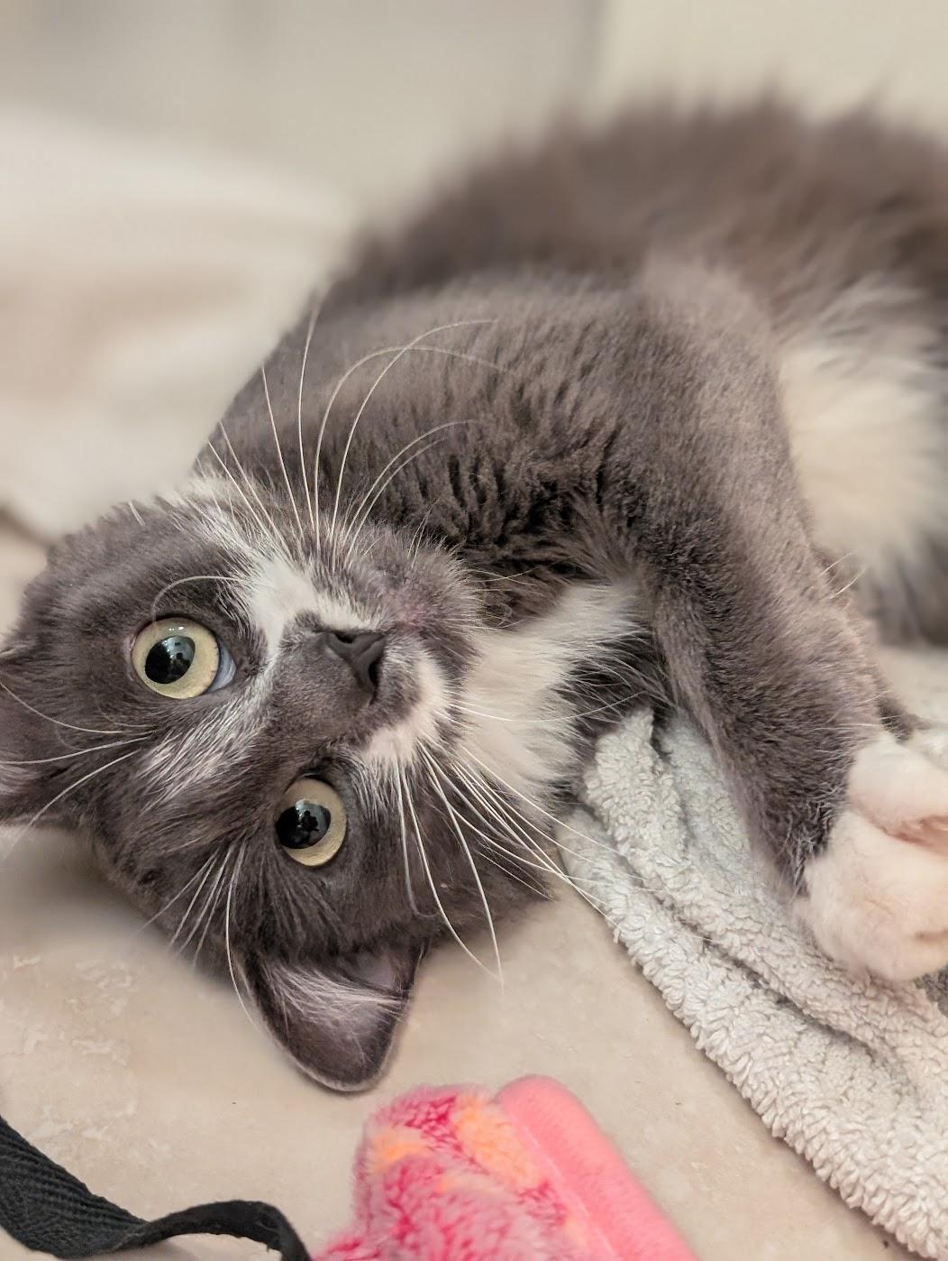 Enlarge Ivy, a Adoptable Domestic Long Hair in Long Beach, CA image 3/6