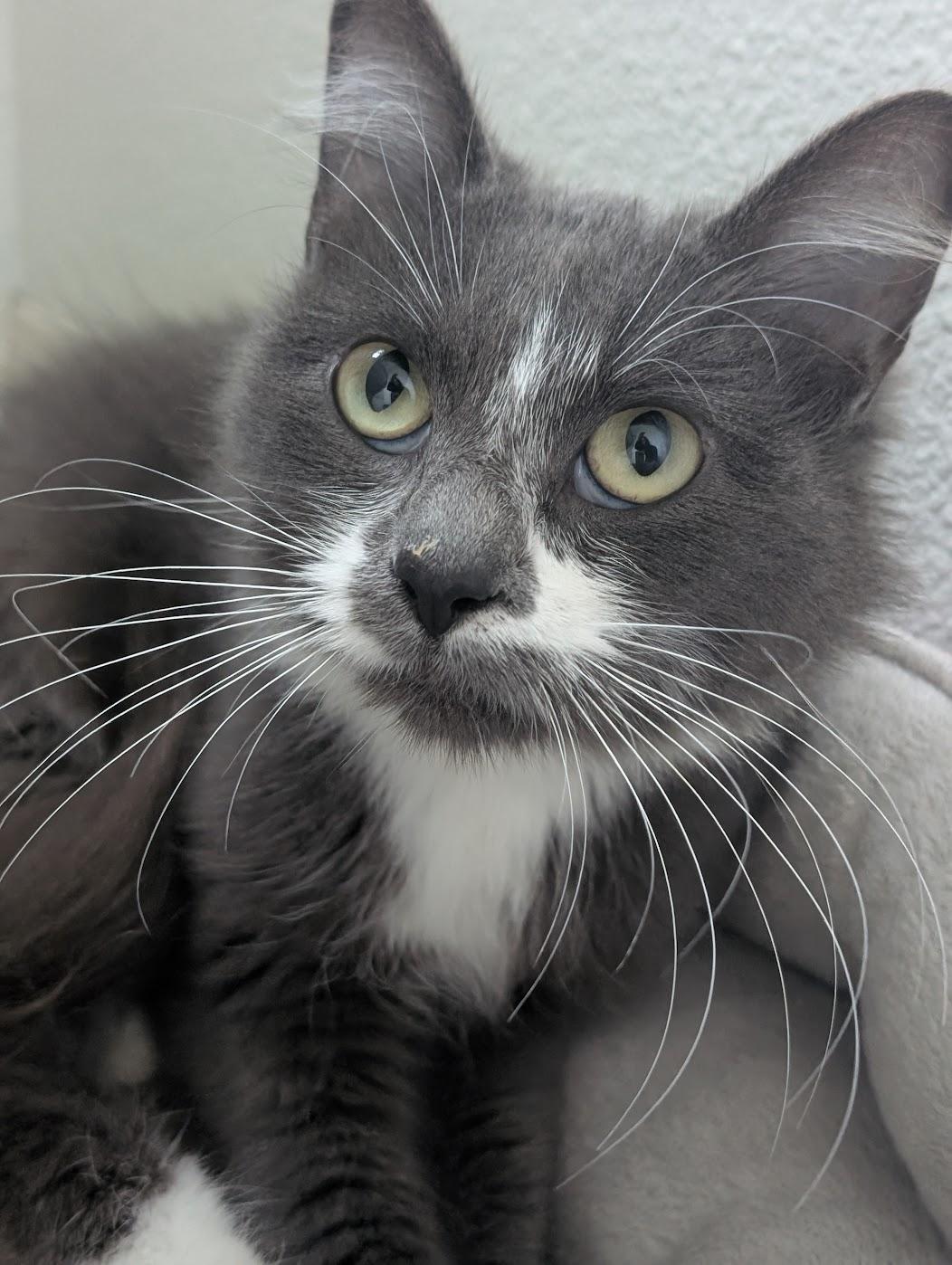 Enlarge Ivy, a Adoptable Domestic Long Hair in Long Beach, CA image 6/6