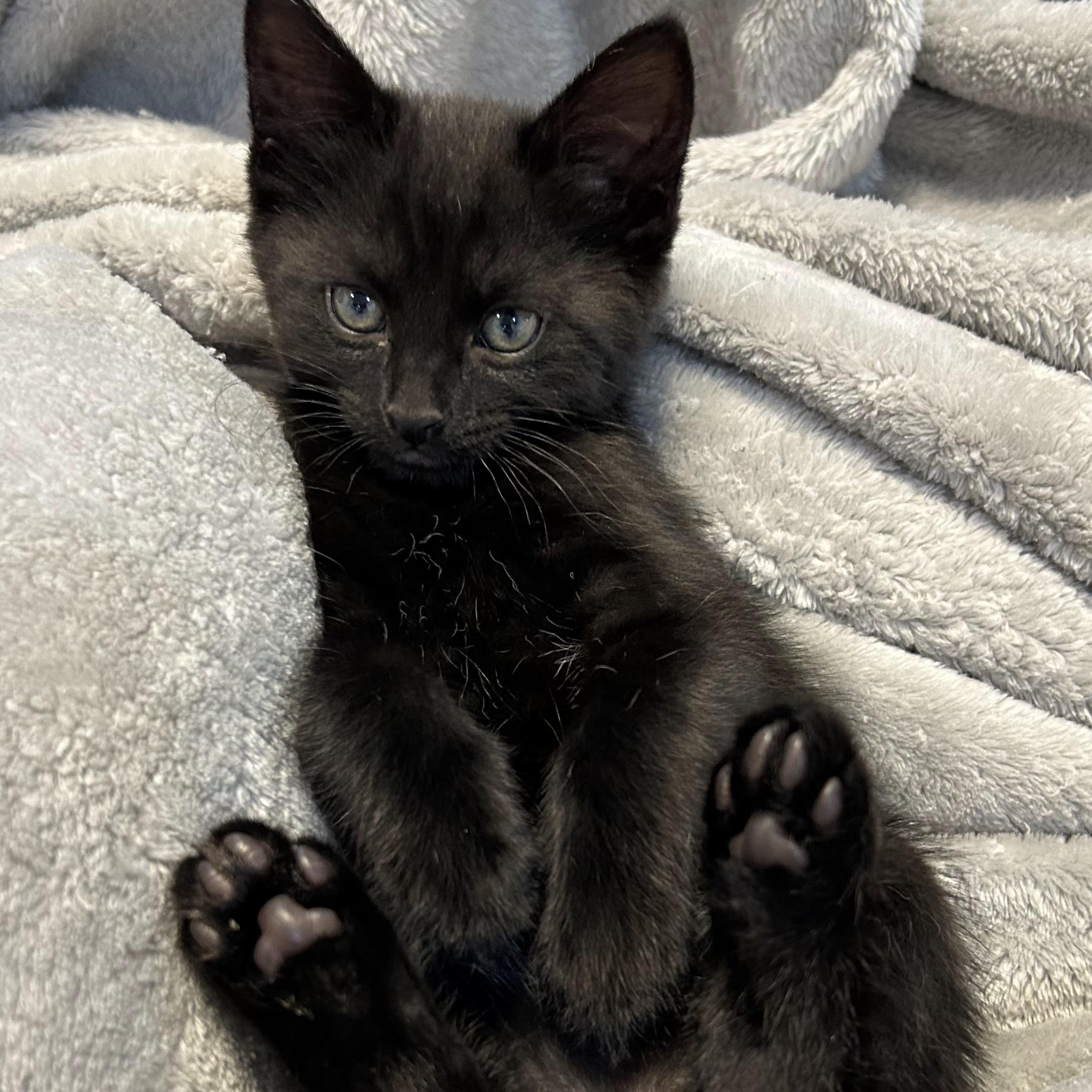 Oak, Adoptable, Kitten Male Domestic Short Hair.