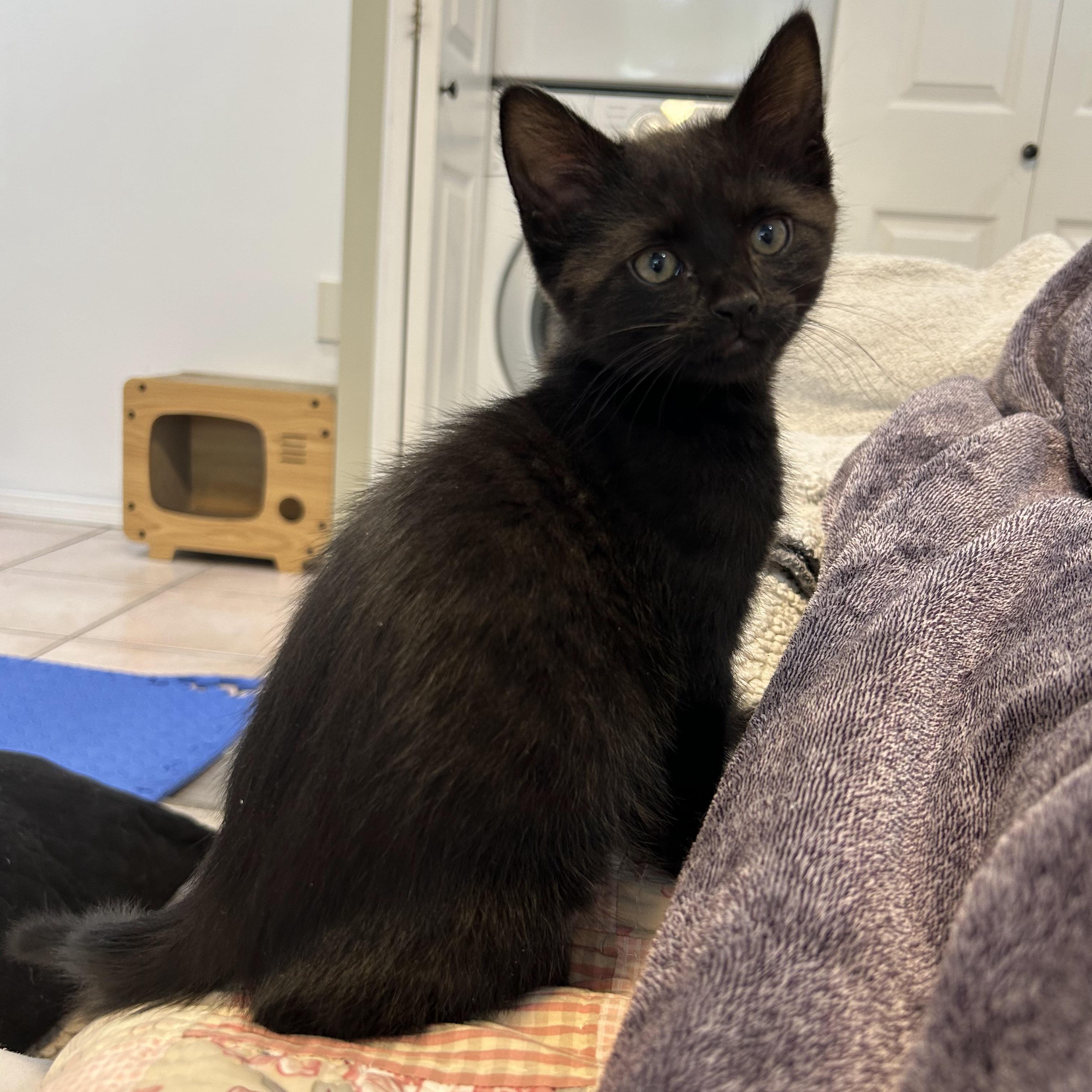 Enlarge Oak, a Adoptable mixed breed in Kamloops, BC image 2/4