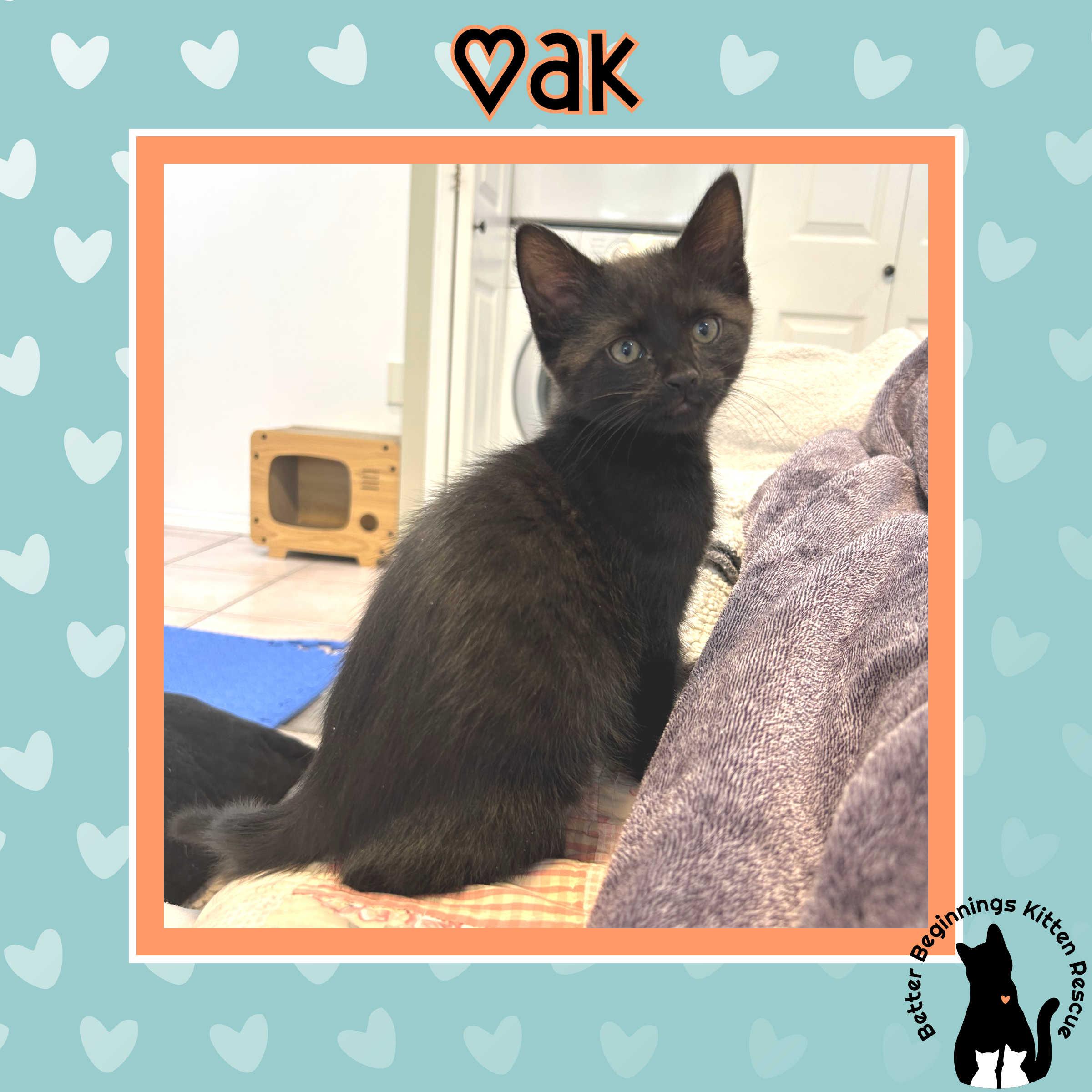 Enlarge Oak, a Adoptable mixed breed in Kamloops, BC image 4/4