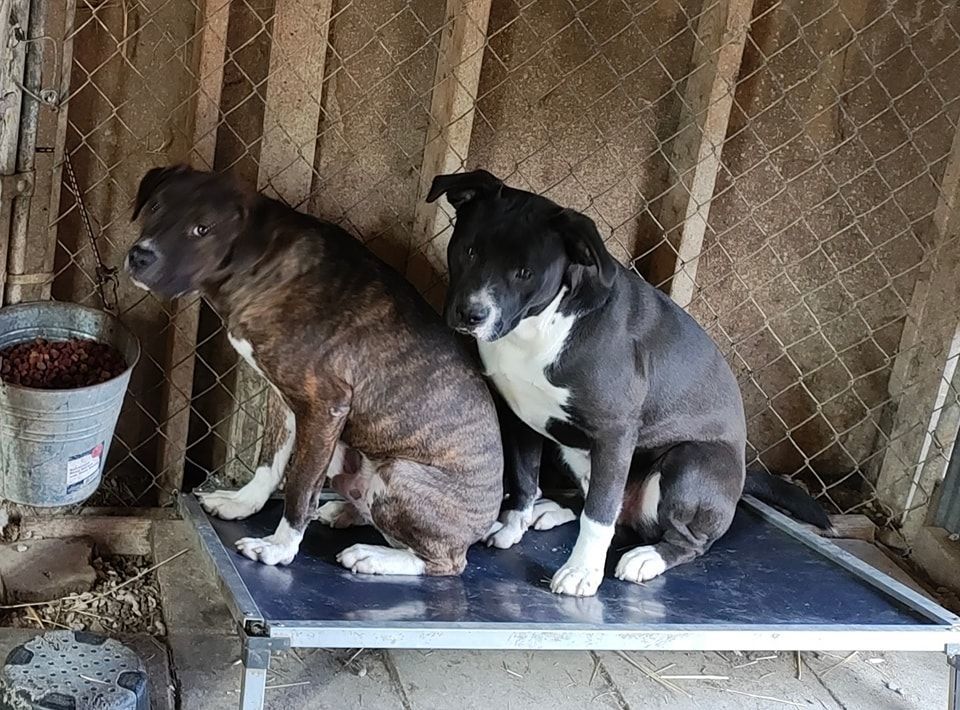 Dodge, Adoptable, Adult Male Labrador Retriever & Pit Bull Terrier.