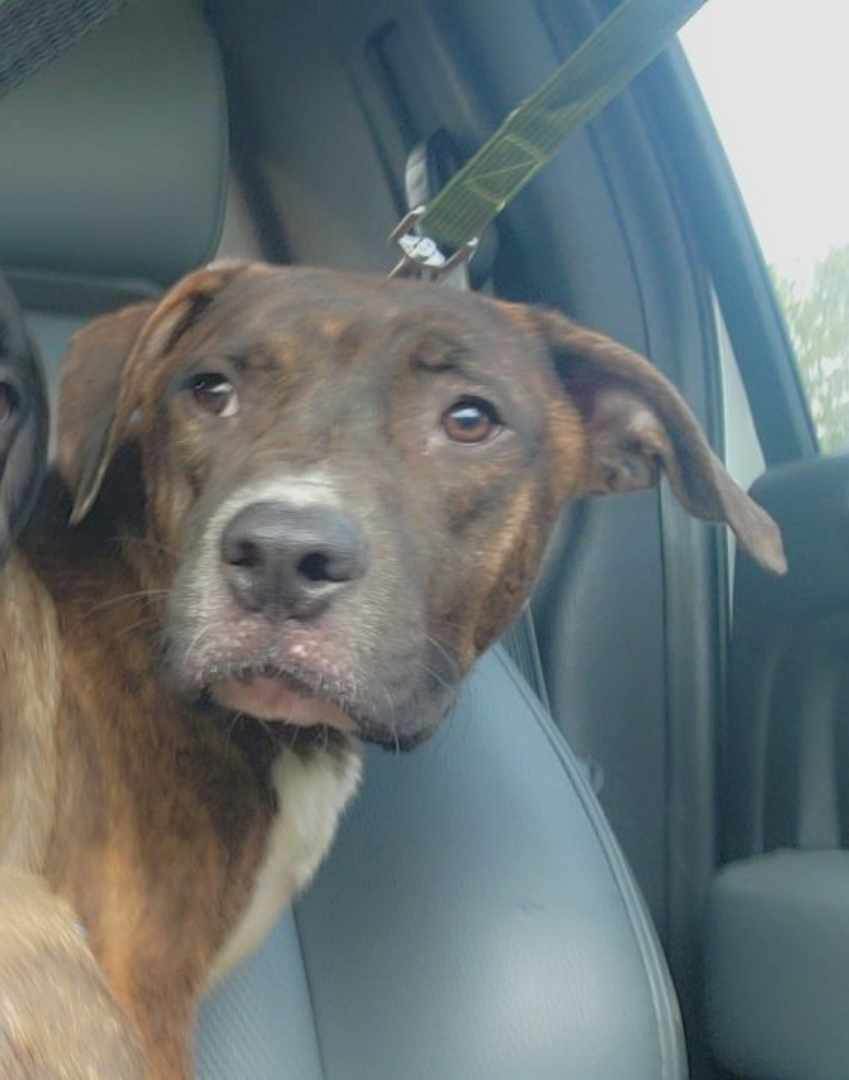 Dodge, a Adoptable mixed breed in Lonsdale, AR image 2/6