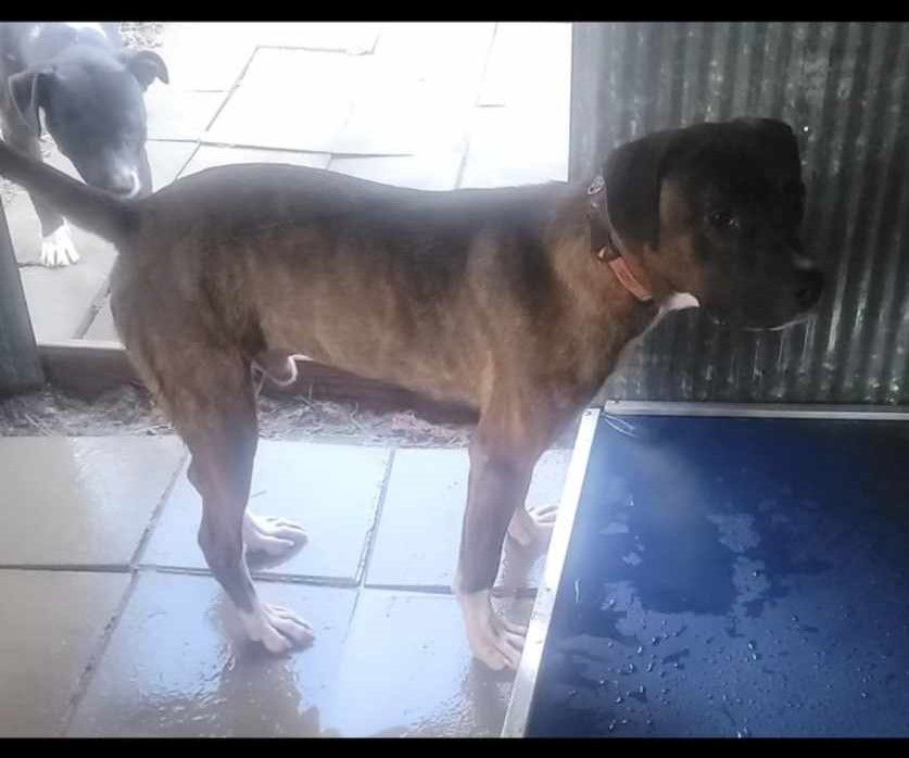 Dodge, a Adoptable mixed breed in Lonsdale, AR image 3/6