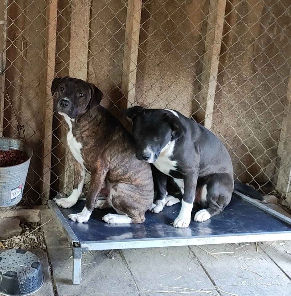 Dodge, a Adoptable mixed breed in Lonsdale, AR image 4/6