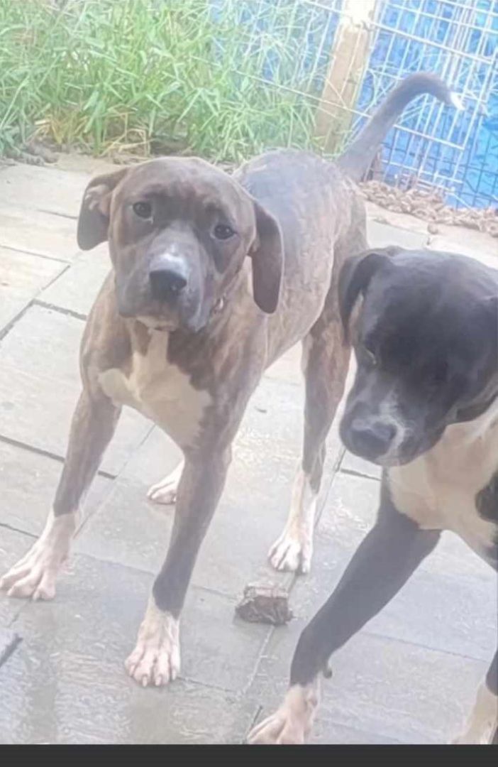 Dodge, a Adoptable mixed breed in Lonsdale, AR image 5/6