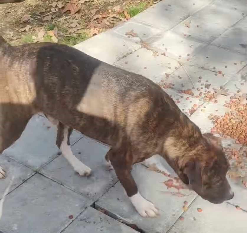 Dodge, a Adoptable mixed breed in Lonsdale, AR image 6/6