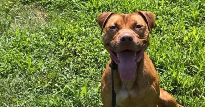 Enlarge Peanut Butter, a Adoptable Pit Bull Terrier in Waterbury, CT image 1/4