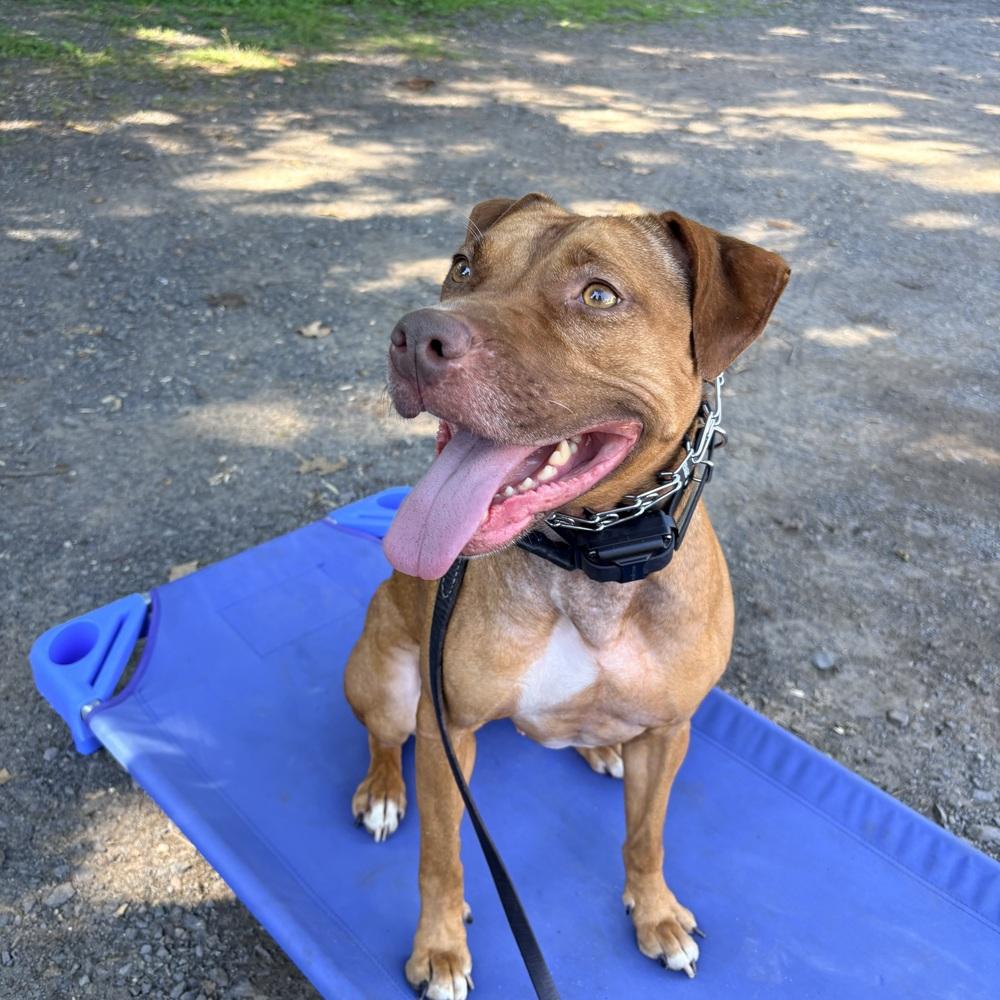 Enlarge Peanut Butter, a Adoptable Pit Bull Terrier in Waterbury, CT image 2/4
