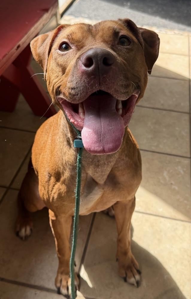 Enlarge Peanut Butter, a Adoptable Pit Bull Terrier in Waterbury, CT image 3/4