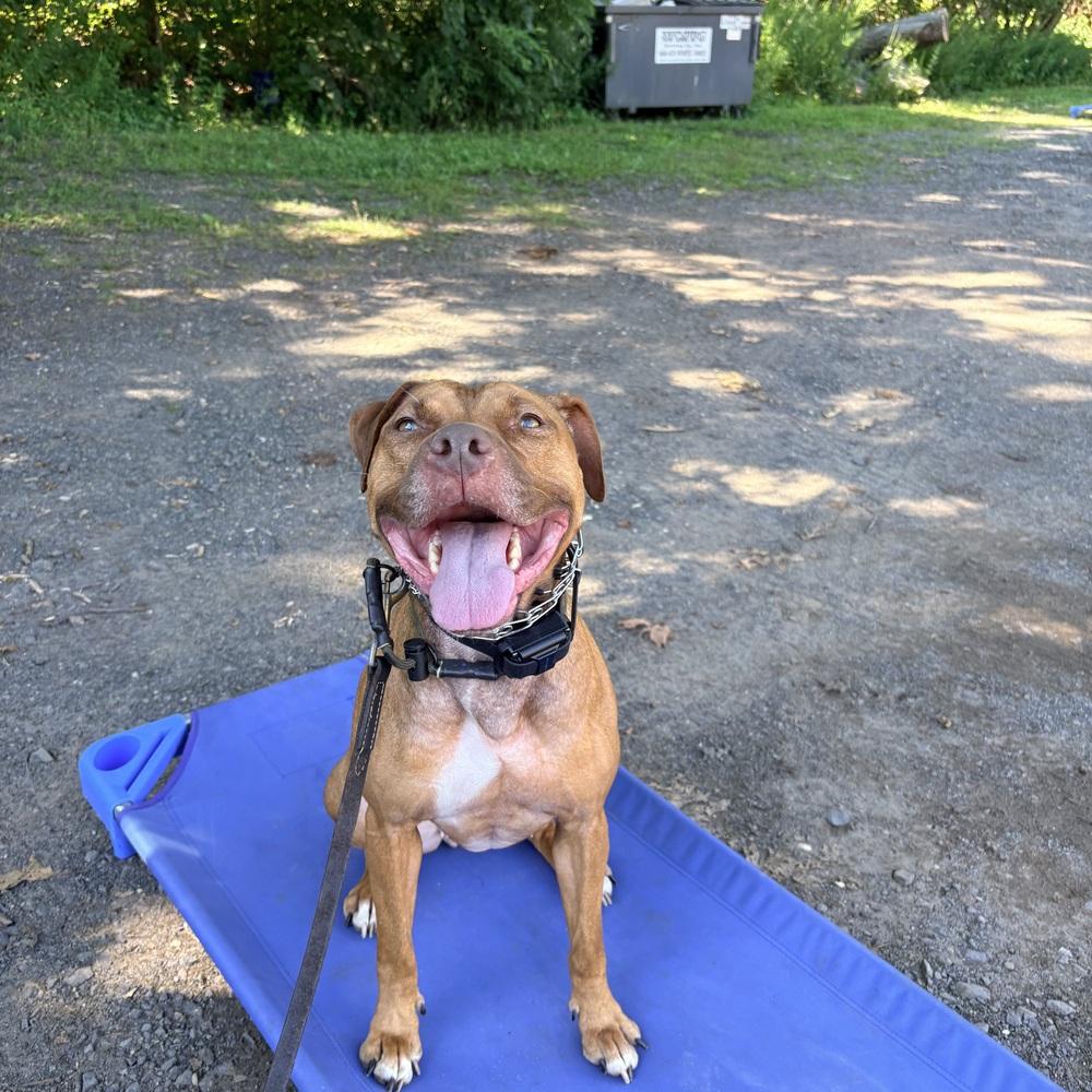 Enlarge Peanut Butter, a Adoptable Pit Bull Terrier in Waterbury, CT image 4/4