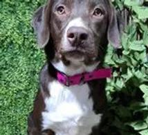 Enlarge Lizzie, a Adoptable mixed breed in SAN DIEGO, CA image 1/1