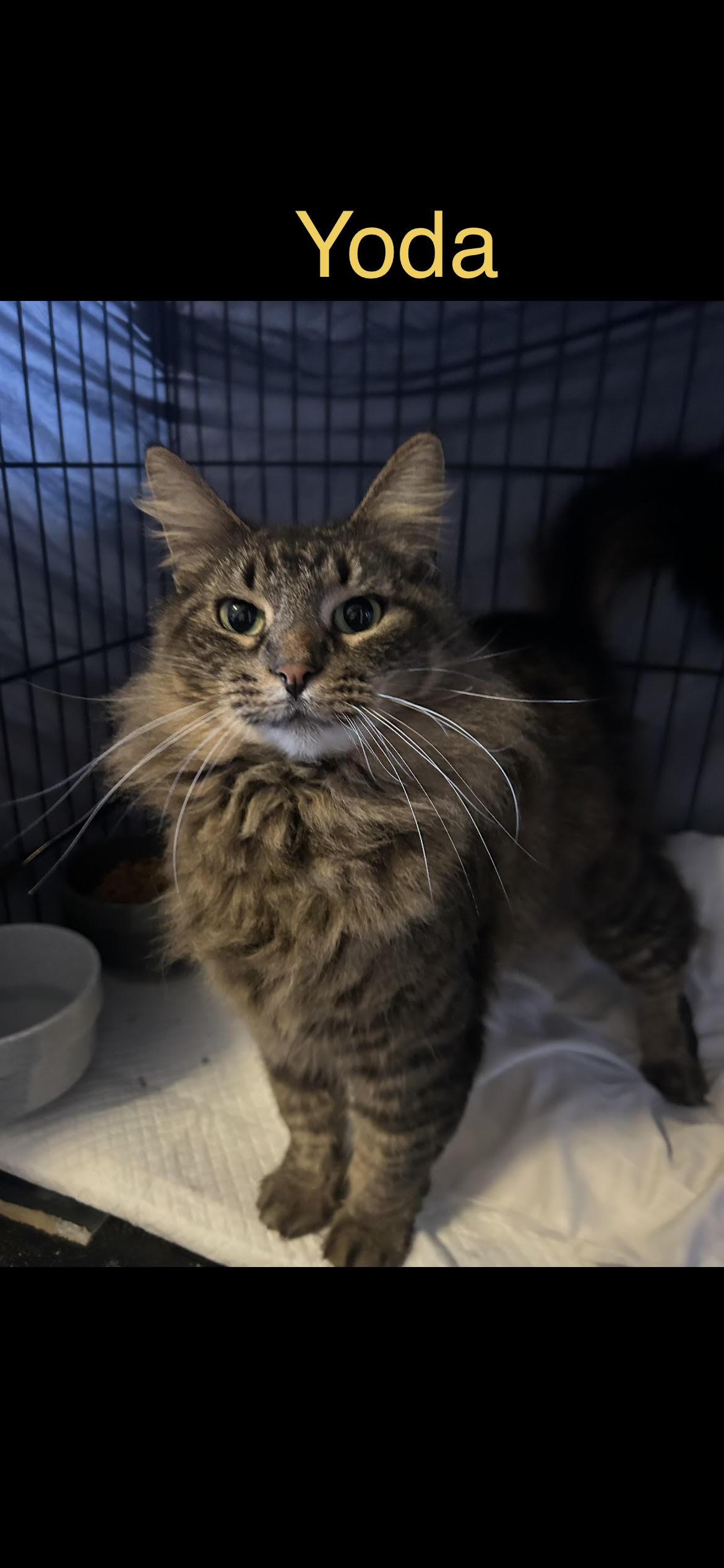 Enlarge Yoda, a ADOPTABLE mixed breed in Herculaneum, MO image 2/2