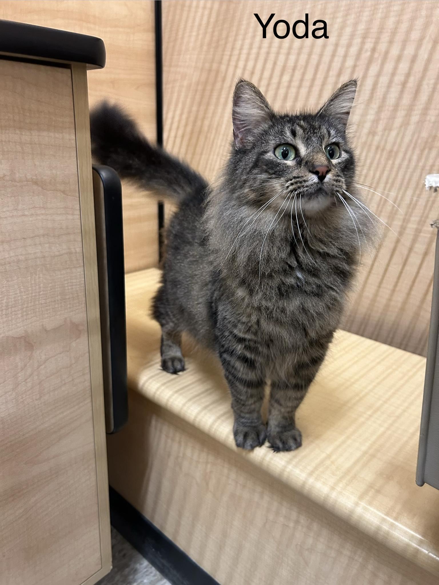 Yoda, ADOPTABLE, Adult Female Domestic Long Hair & Maine Coon.