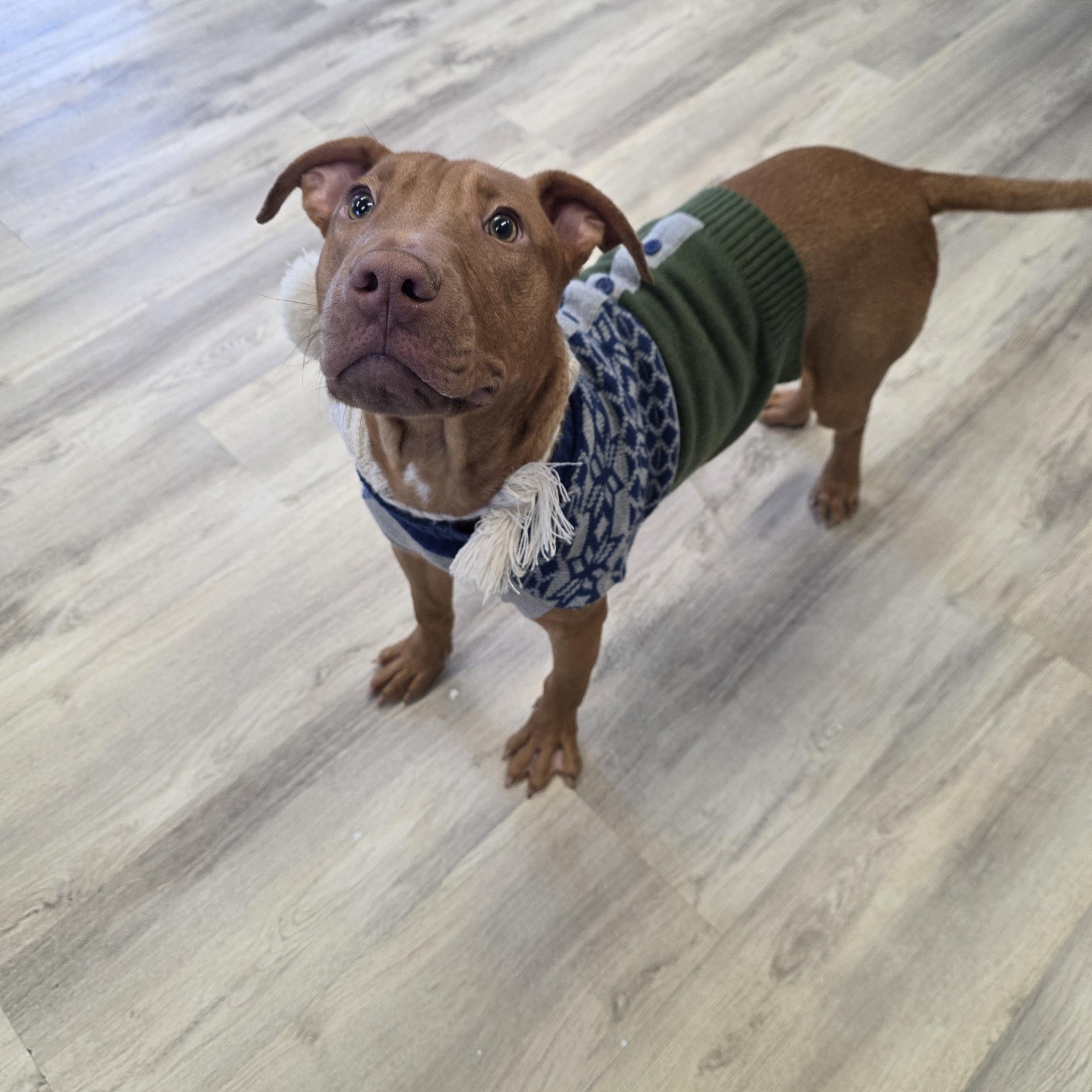 Quail, ADOPTABLE, Puppy Male Mixed Breed.