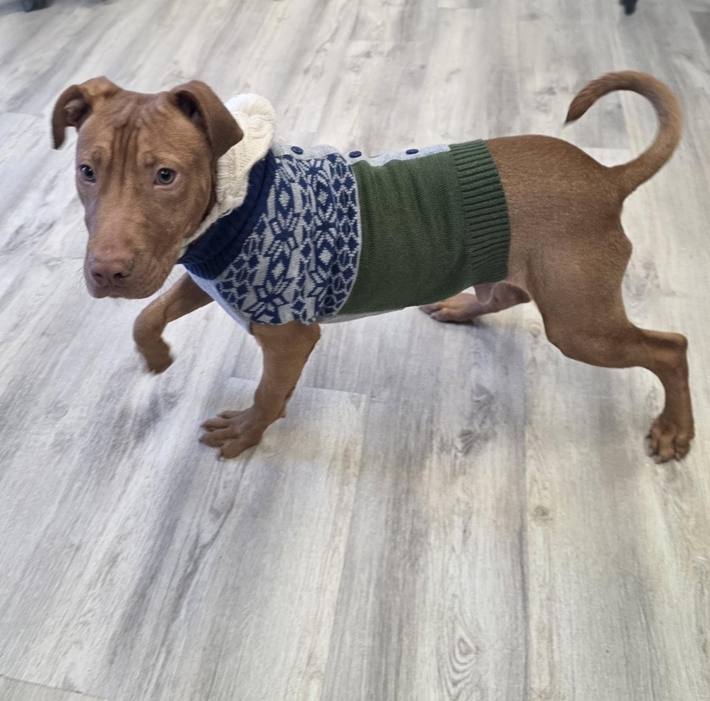 Enlarge Quail, a ADOPTABLE Mixed Breed in PHILADELPHIA, TN image 2/2