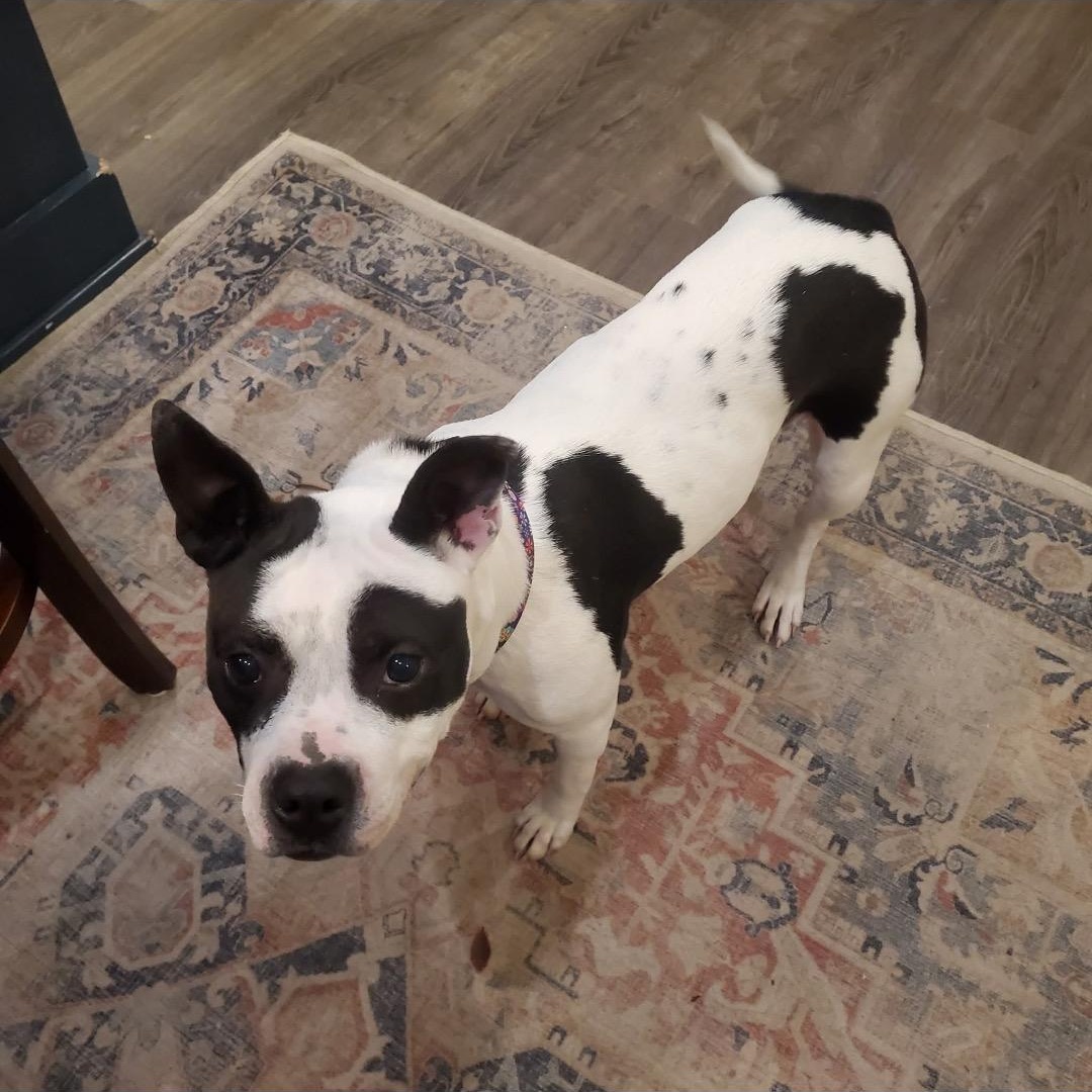 Enlarge Lola, a ADOPTABLE mixed breed in Newfoundland, NJ image 2/3