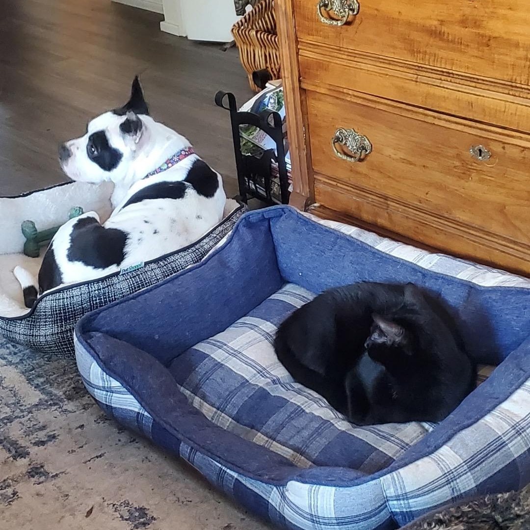 Enlarge Lola, a ADOPTABLE mixed breed in Newfoundland, NJ image 3/3