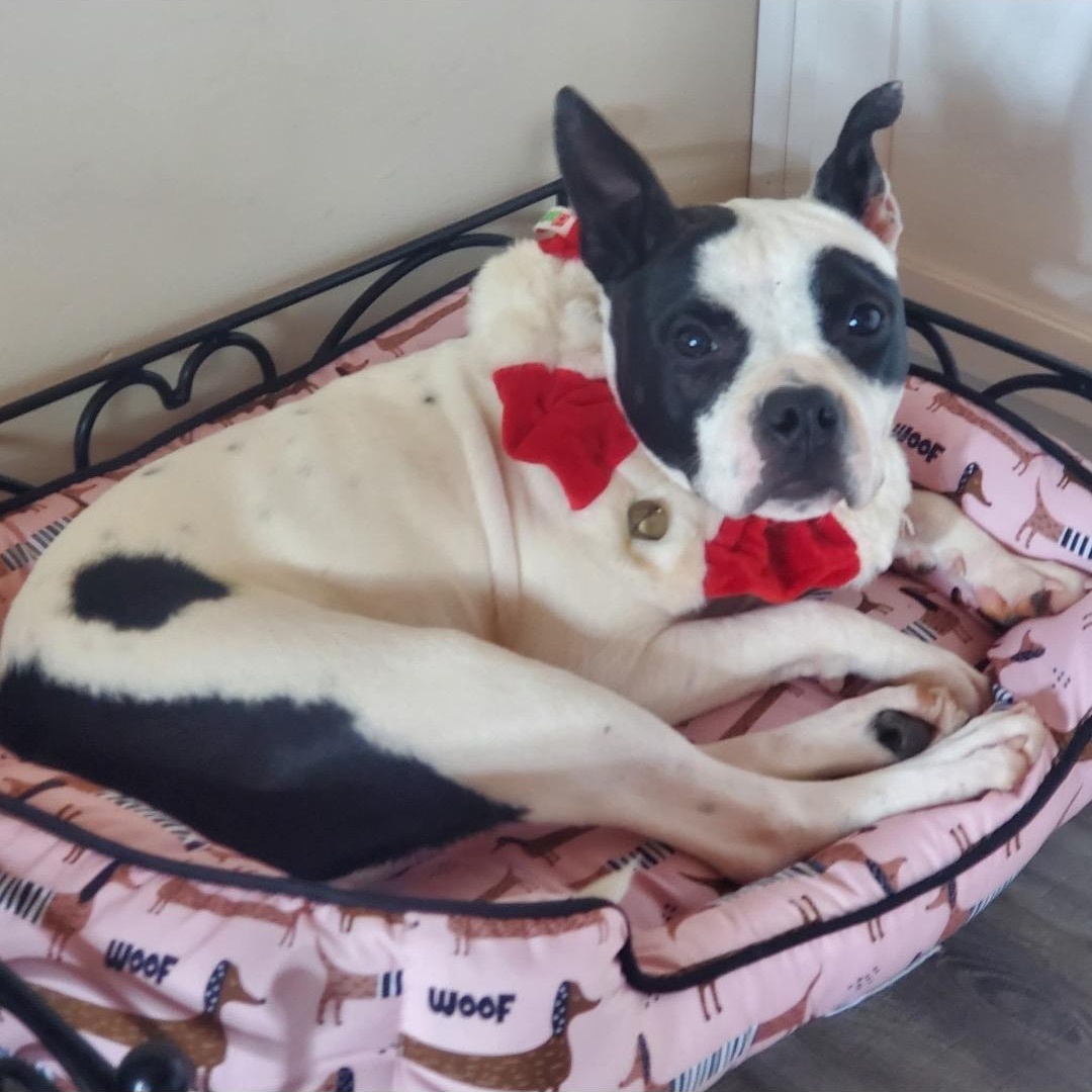 Enlarge Lola, a ADOPTABLE mixed breed in Newfoundland, NJ image 1/3