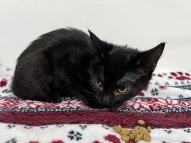 Cookie, Baby Male Bombay