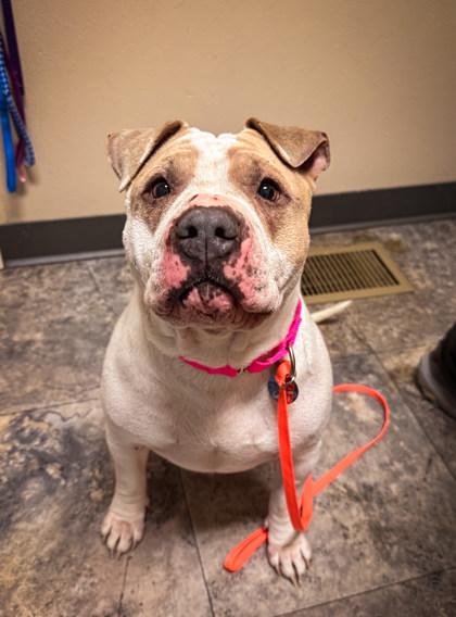 Enlarge Gloria, a ADOPTABLE Mixed Breed in Missoula, MT image 1/1