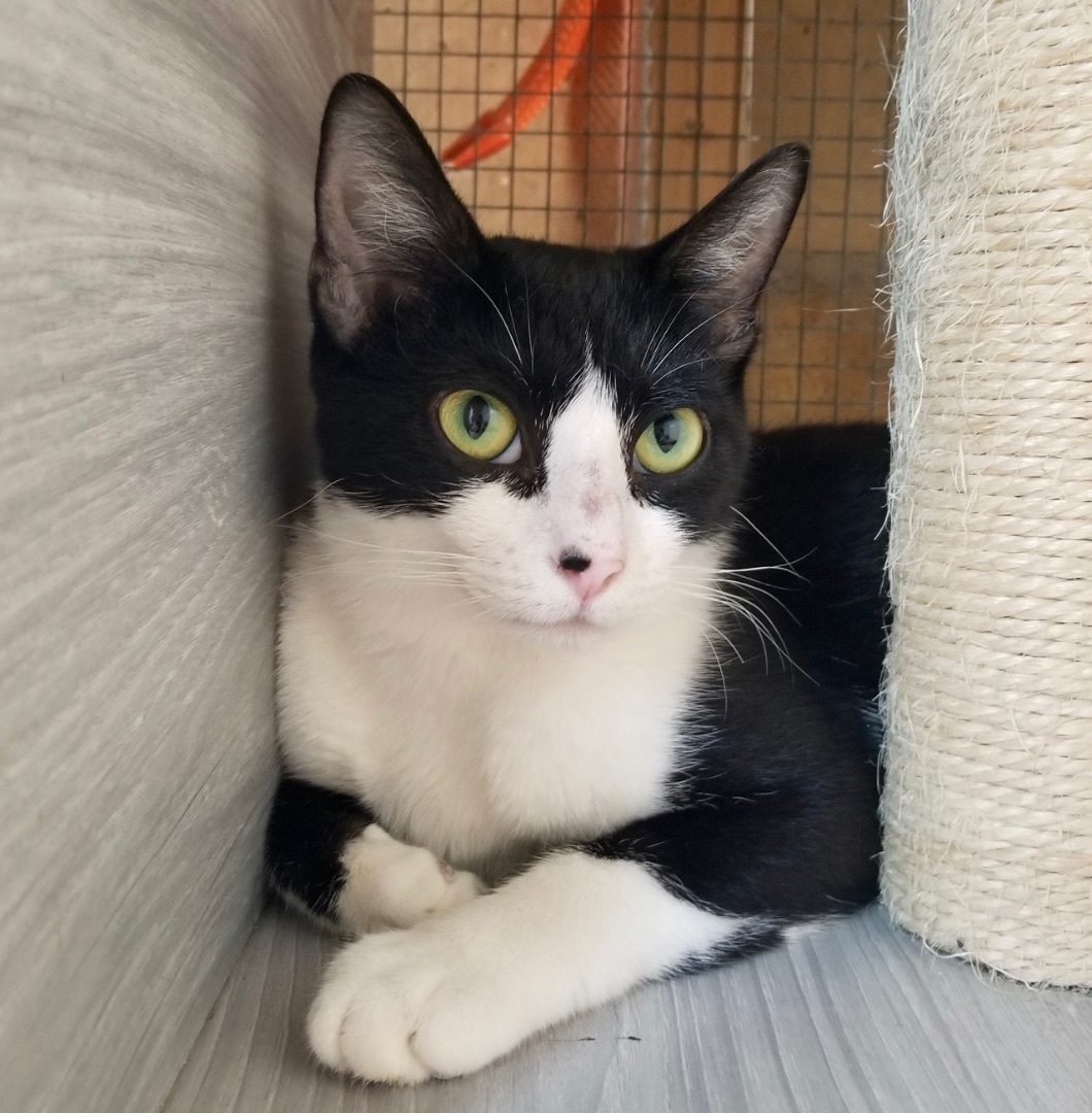 Harmonica, Adoptable, Young Female Domestic Short Hair.