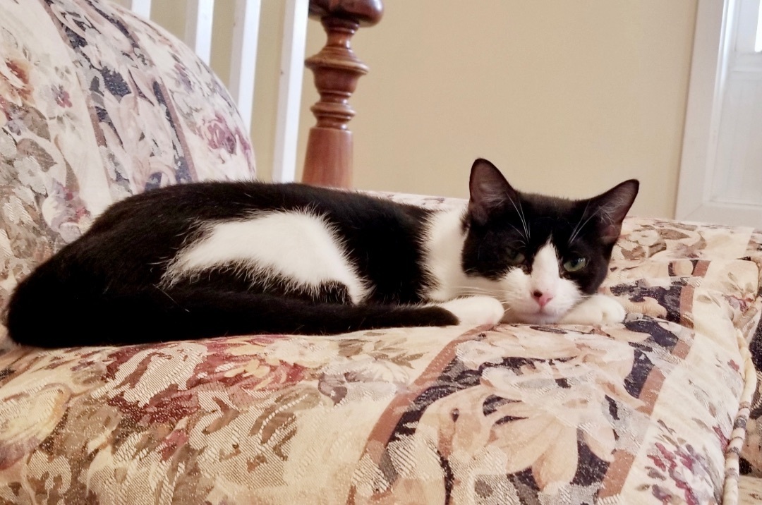 Enlarge Harmonica, a Adoptable Domestic Short Hair in Queenstown, MD image 5/6