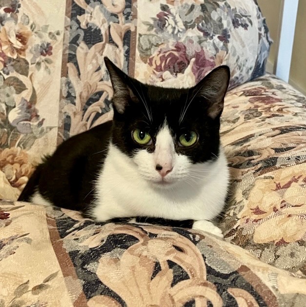 Enlarge Harmonica, a Adoptable Domestic Short Hair in Queenstown, MD image 6/6