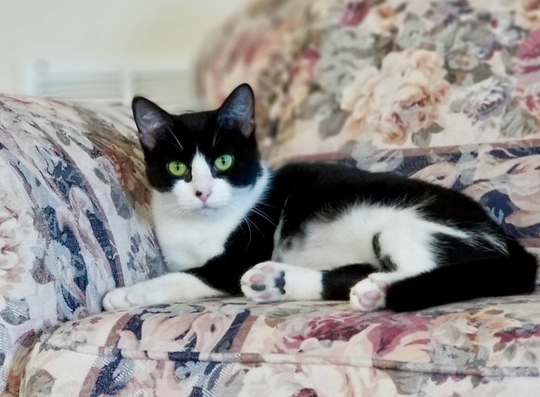 Enlarge Harmonica, a Adoptable Domestic Short Hair in Queenstown, MD image 2/6