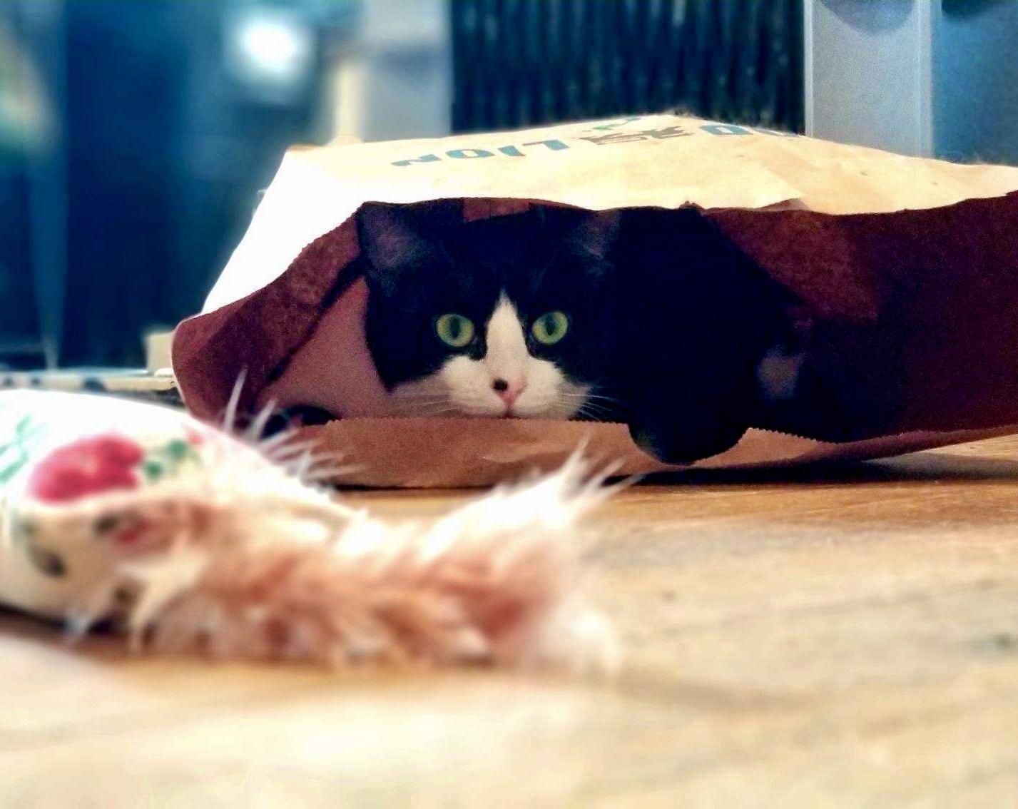 Enlarge Harmonica, a Adoptable Domestic Short Hair in Queenstown, MD image 4/6