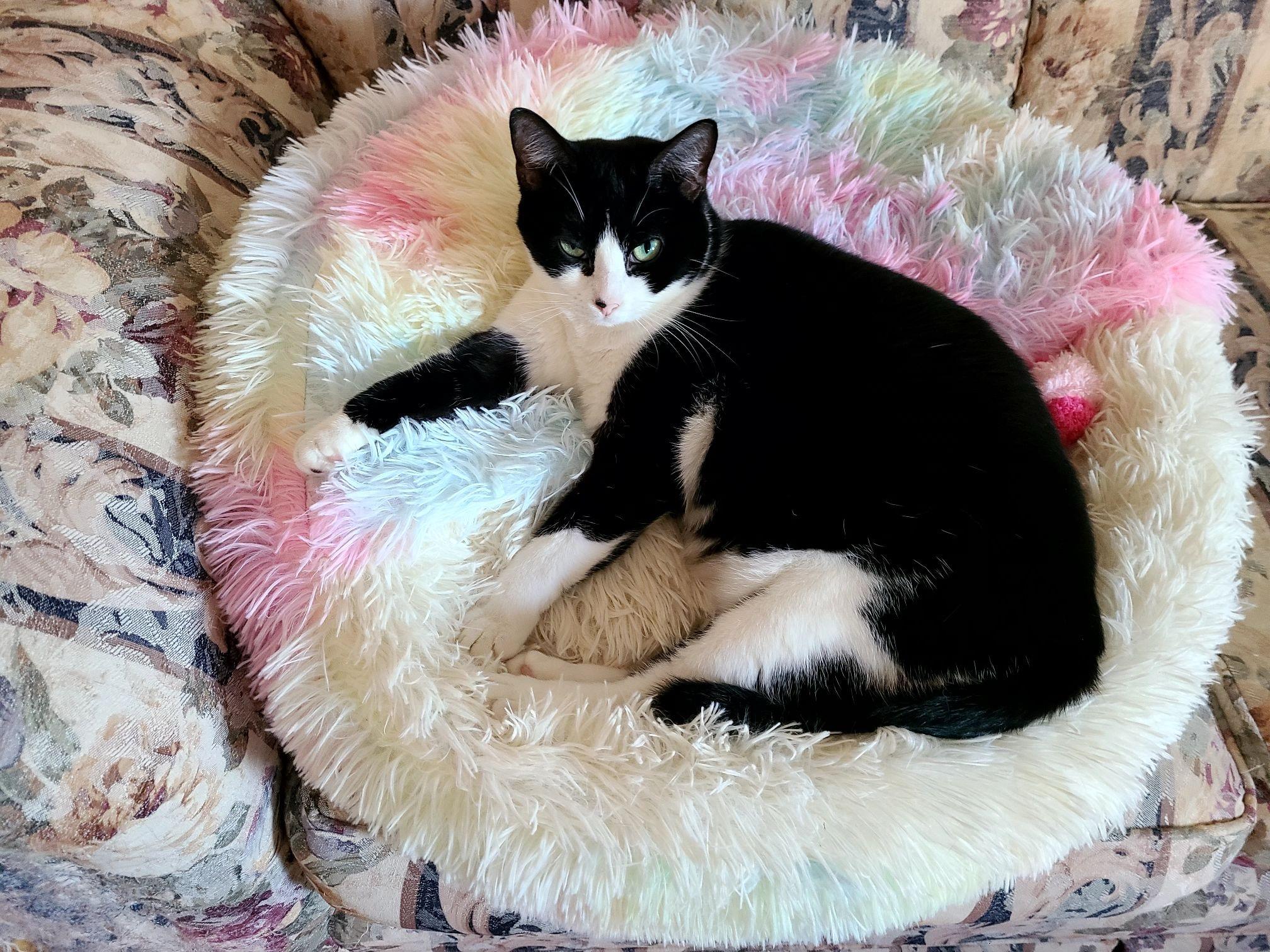 Enlarge Harmonica, a Adoptable Domestic Short Hair in Queenstown, MD image 3/6