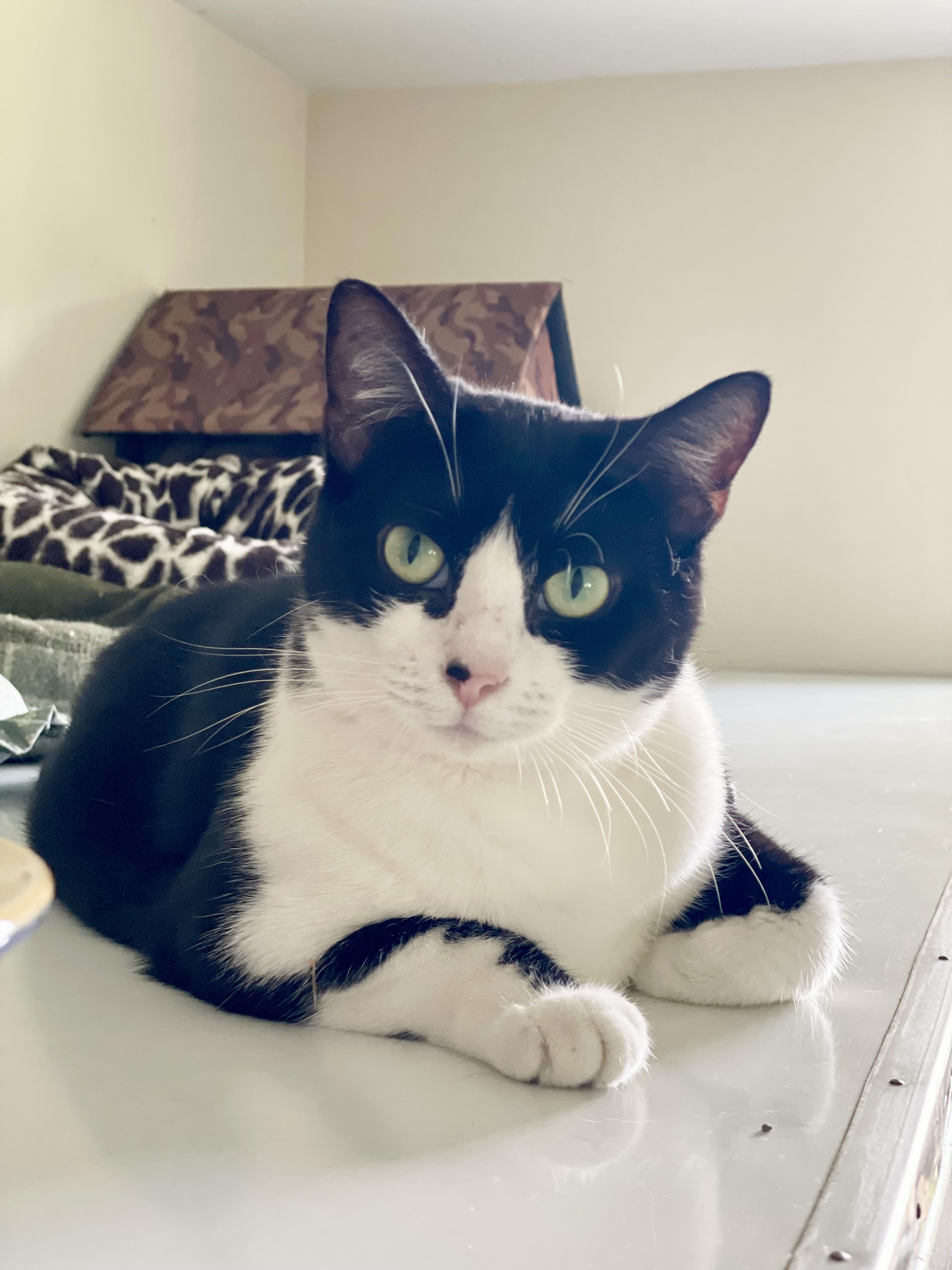 Enlarge Harmonica, a Adoptable Domestic Short Hair in Queenstown, MD image 2/6