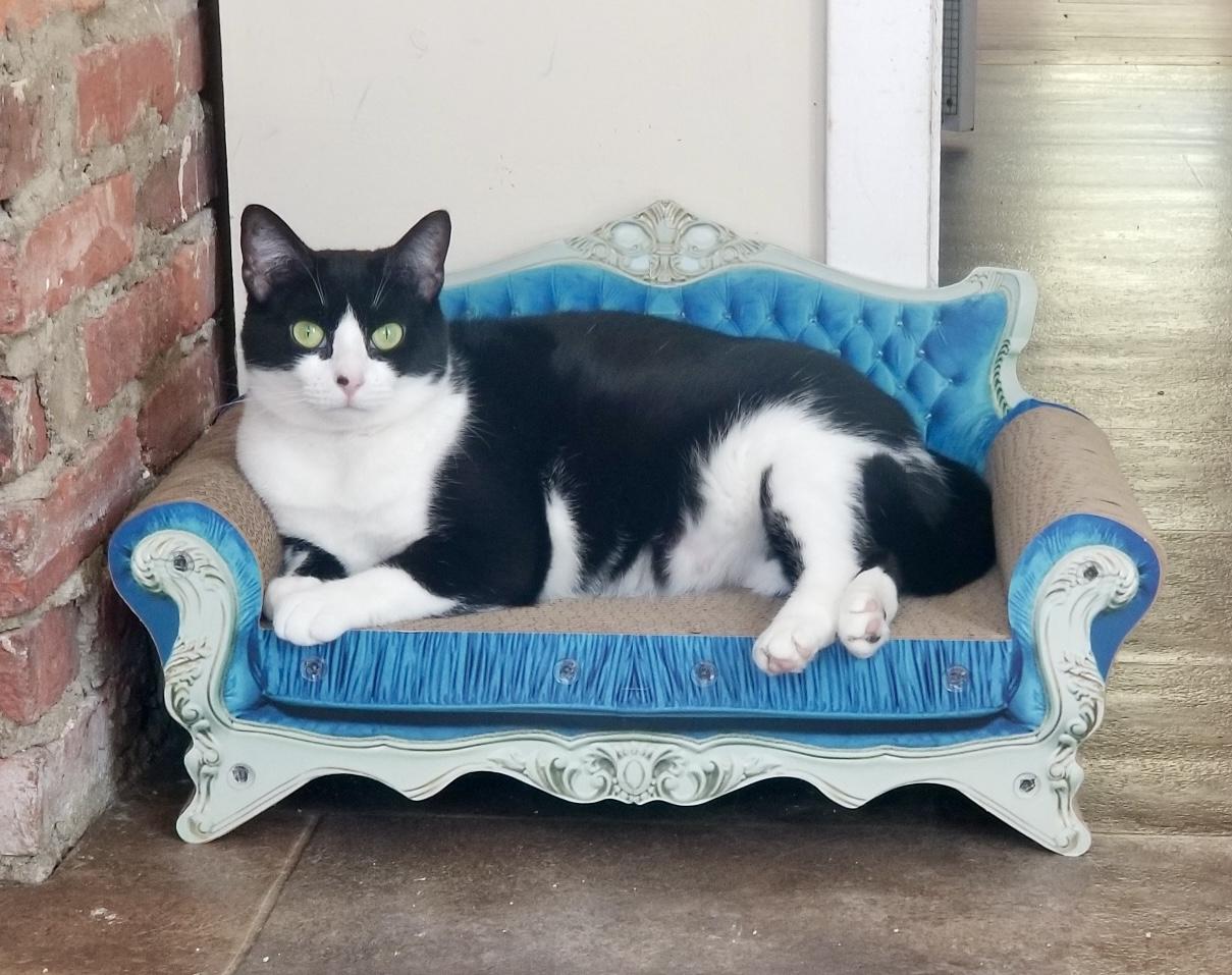 Enlarge Harmonica, a Adoptable Domestic Short Hair in Queenstown, MD image 3/6