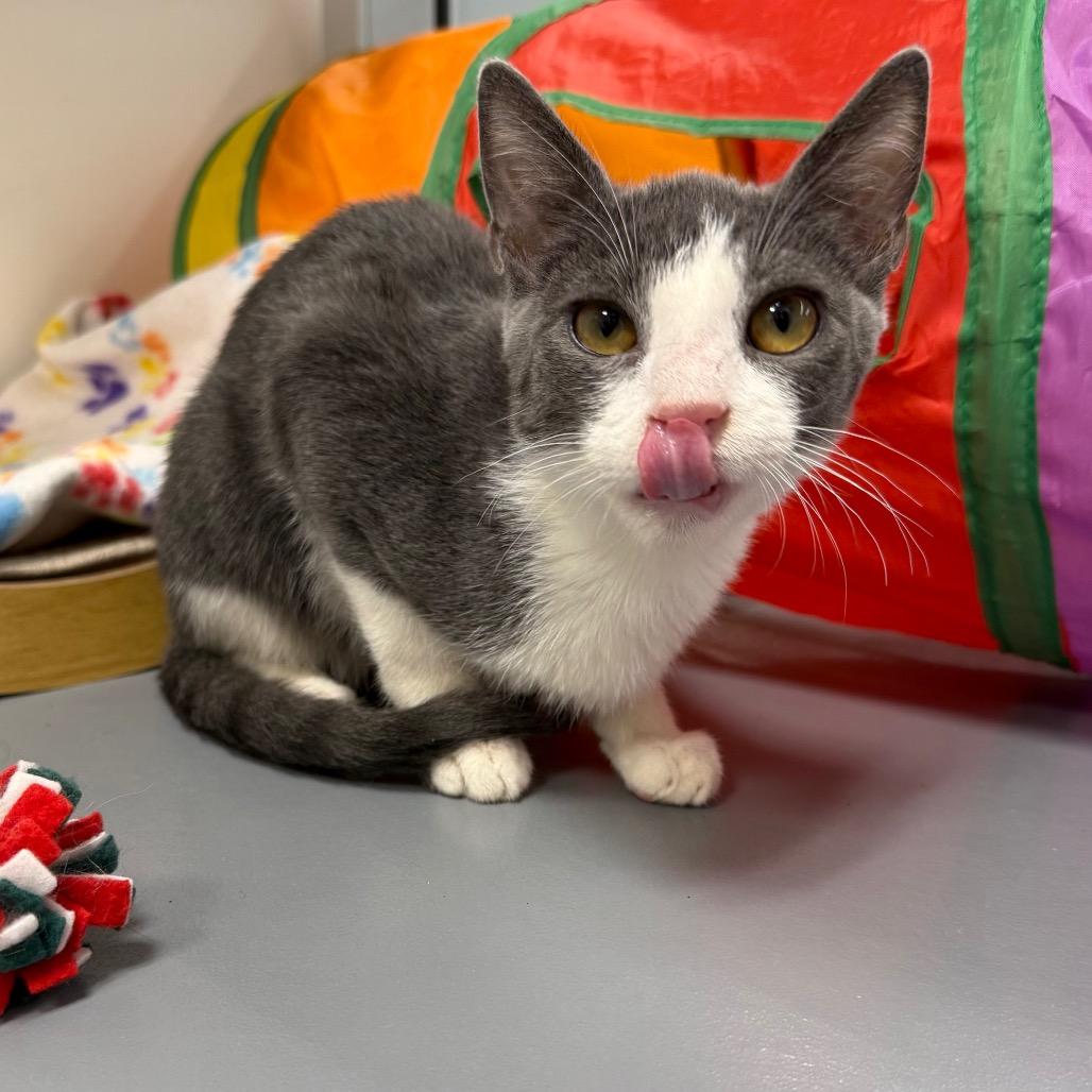 Enlarge Svan, a Adoptable Domestic Short Hair in Woodstock, GA image 1/3