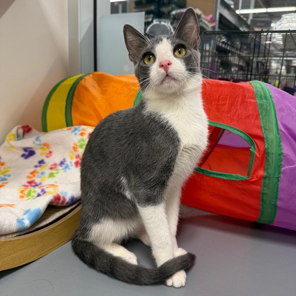 Enlarge Svan, a Adoptable Domestic Short Hair in Woodstock, GA image 2/3