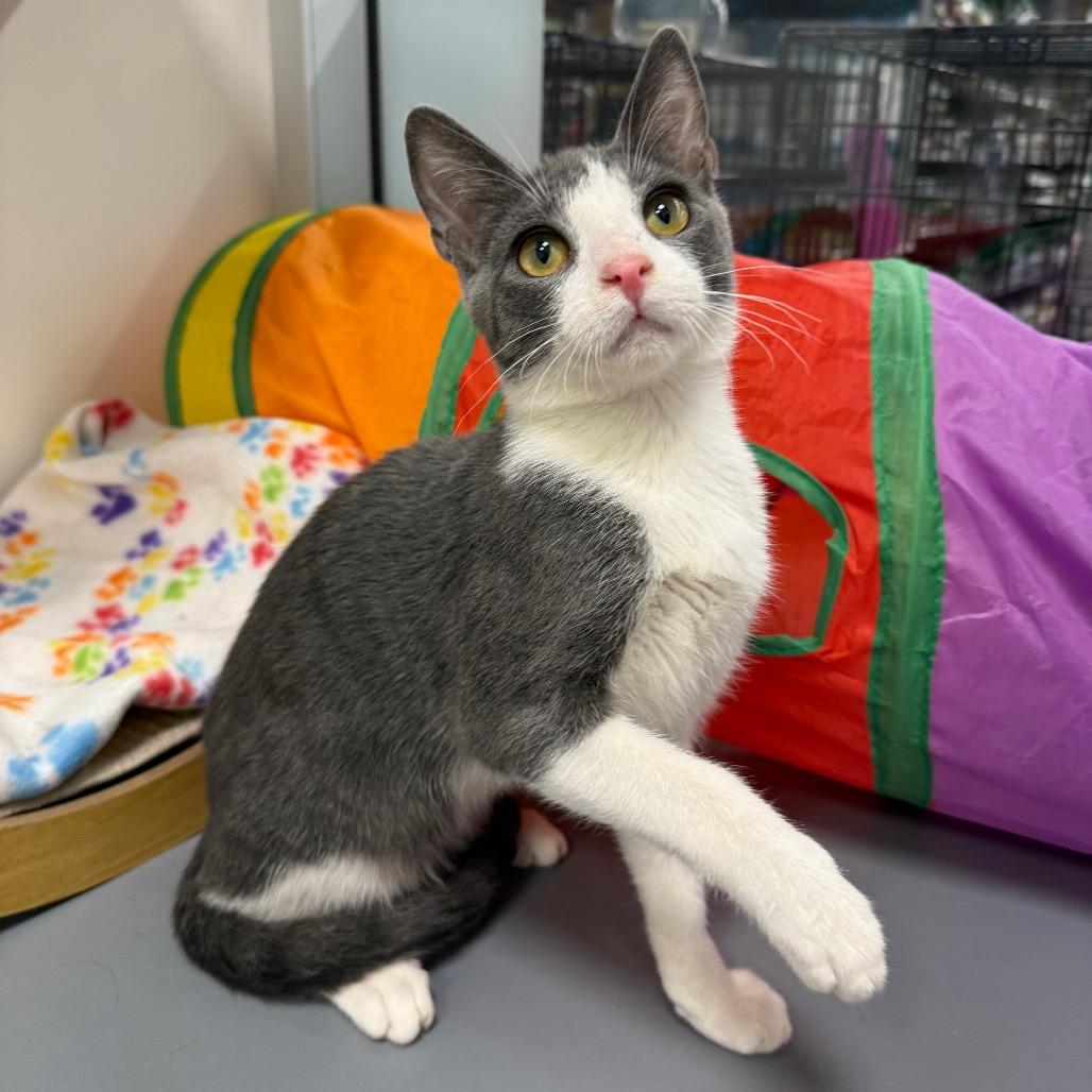 Enlarge Svan, a Adoptable Domestic Short Hair in Woodstock, GA image 3/3