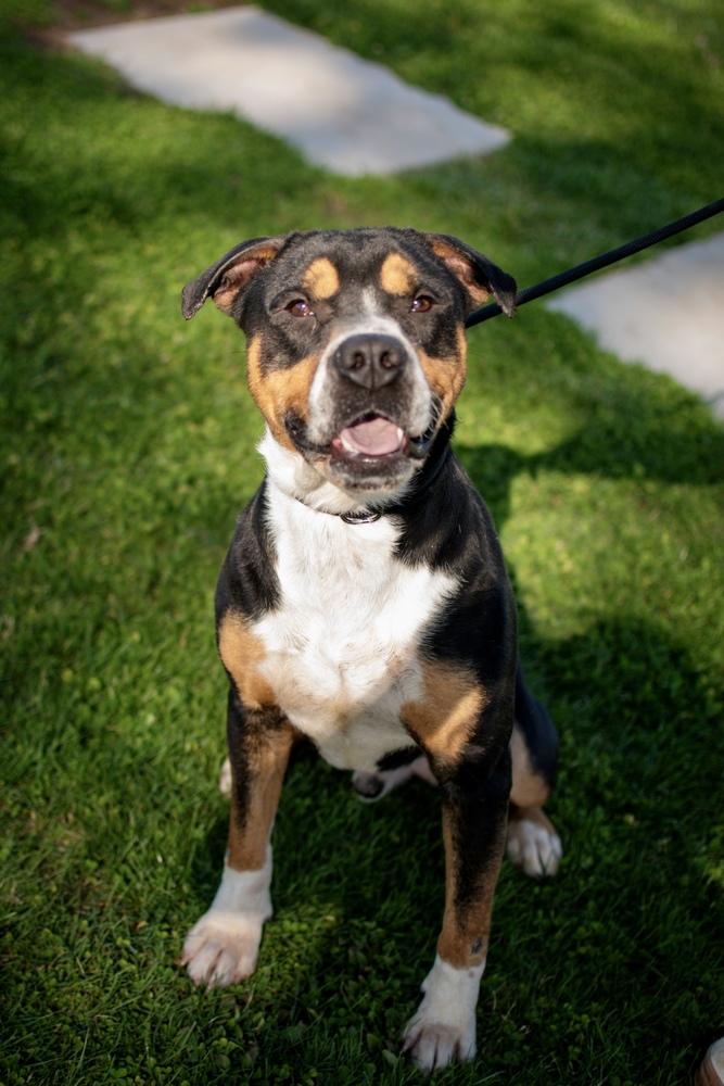 Enlarge Larry, a Adoptable mixed breed in Frankfort, NY image 1/6