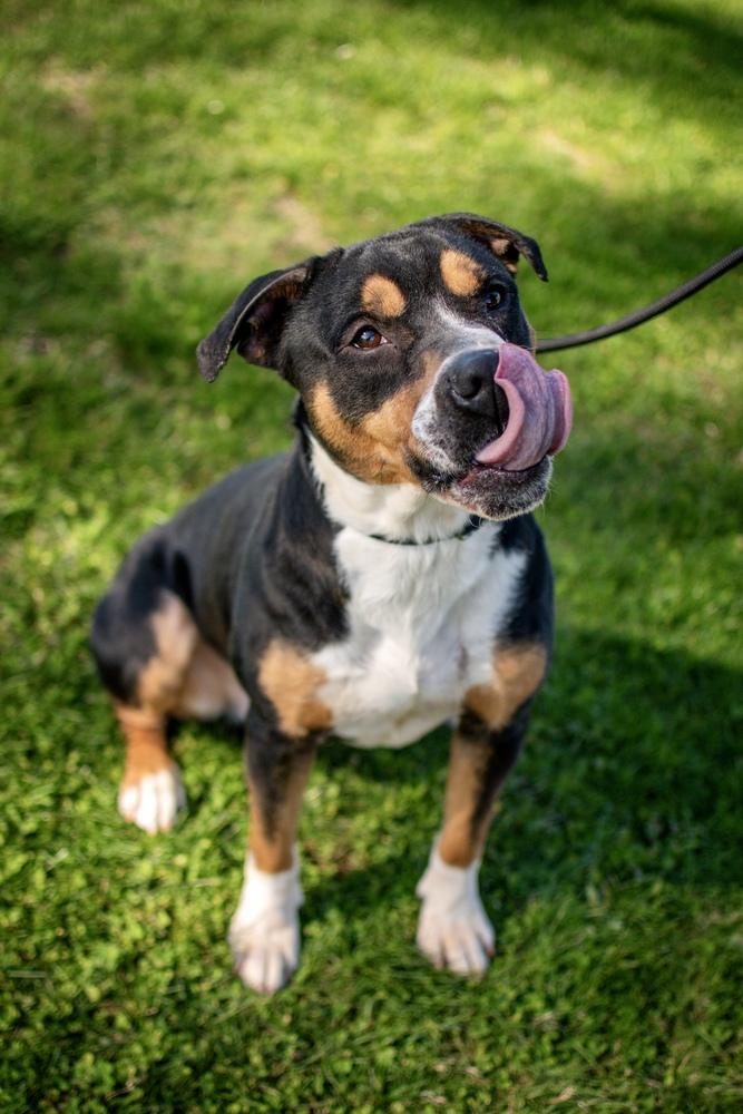 Enlarge Larry, a Adoptable mixed breed in Frankfort, NY image 2/6